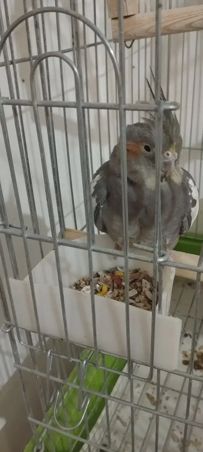 عروس هلندی نر و ماده|پرنده|ملایر, |دیوار