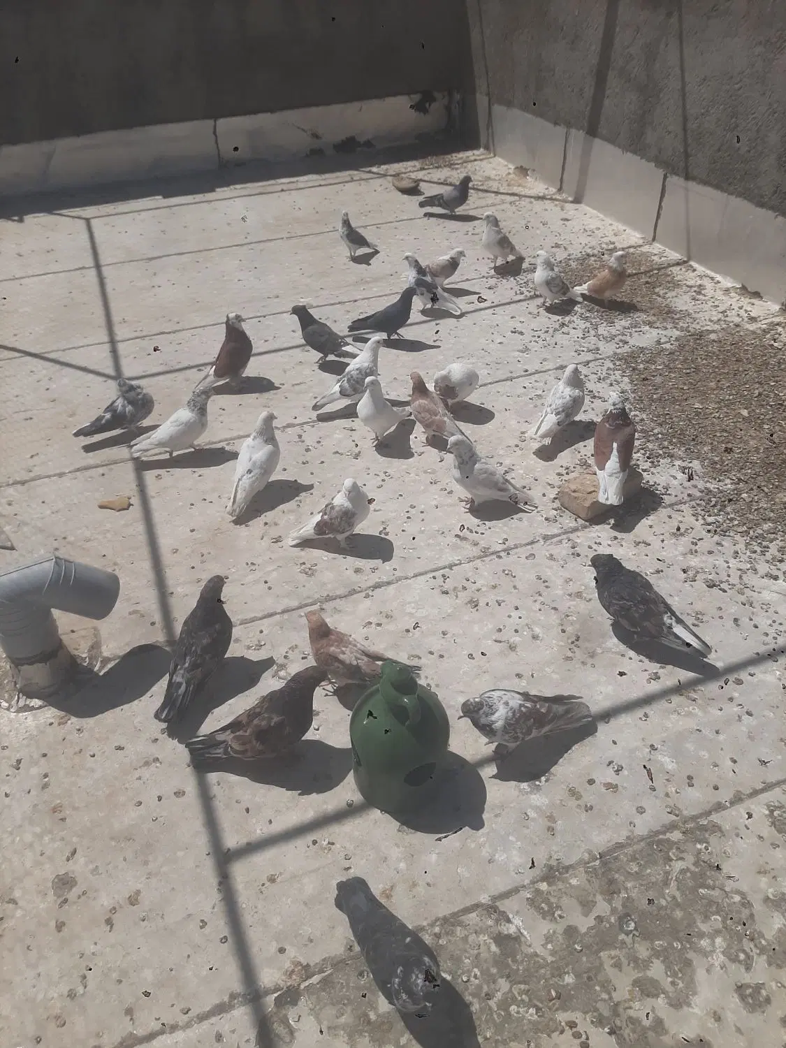کبوتر|پرنده|معصومیه, |دیوار