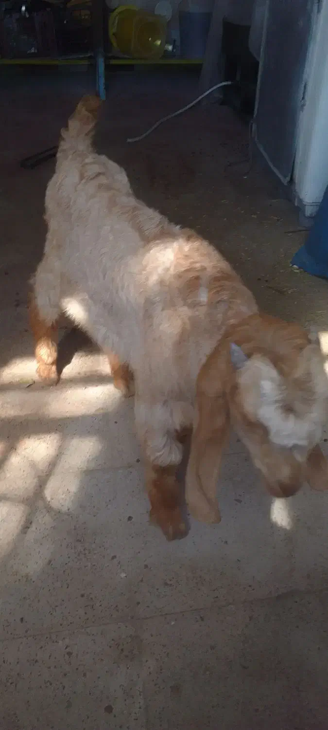 فروش یه عددکهره|حیوانات مزرعه|قیروکارزین, |دیوار