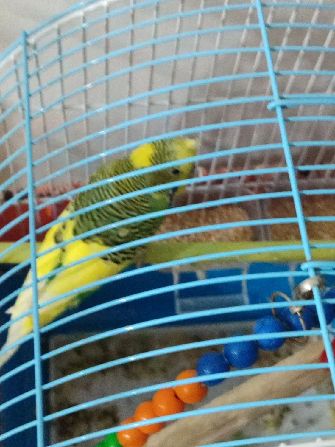 پرنده مرغ عشق|پرنده|رشت, جماران|دیوار