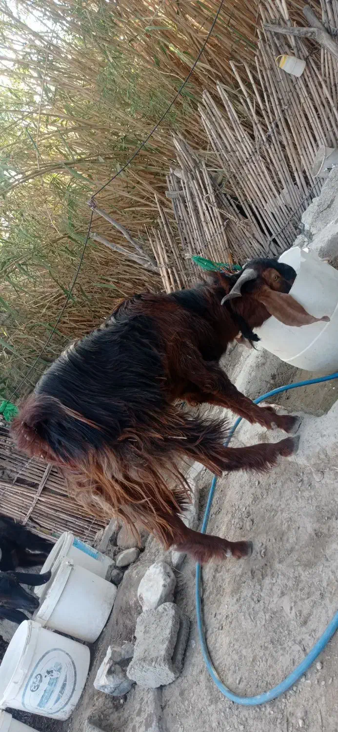 گوسفند|حیوانات مزرعه|ایرانشهر, |دیوار