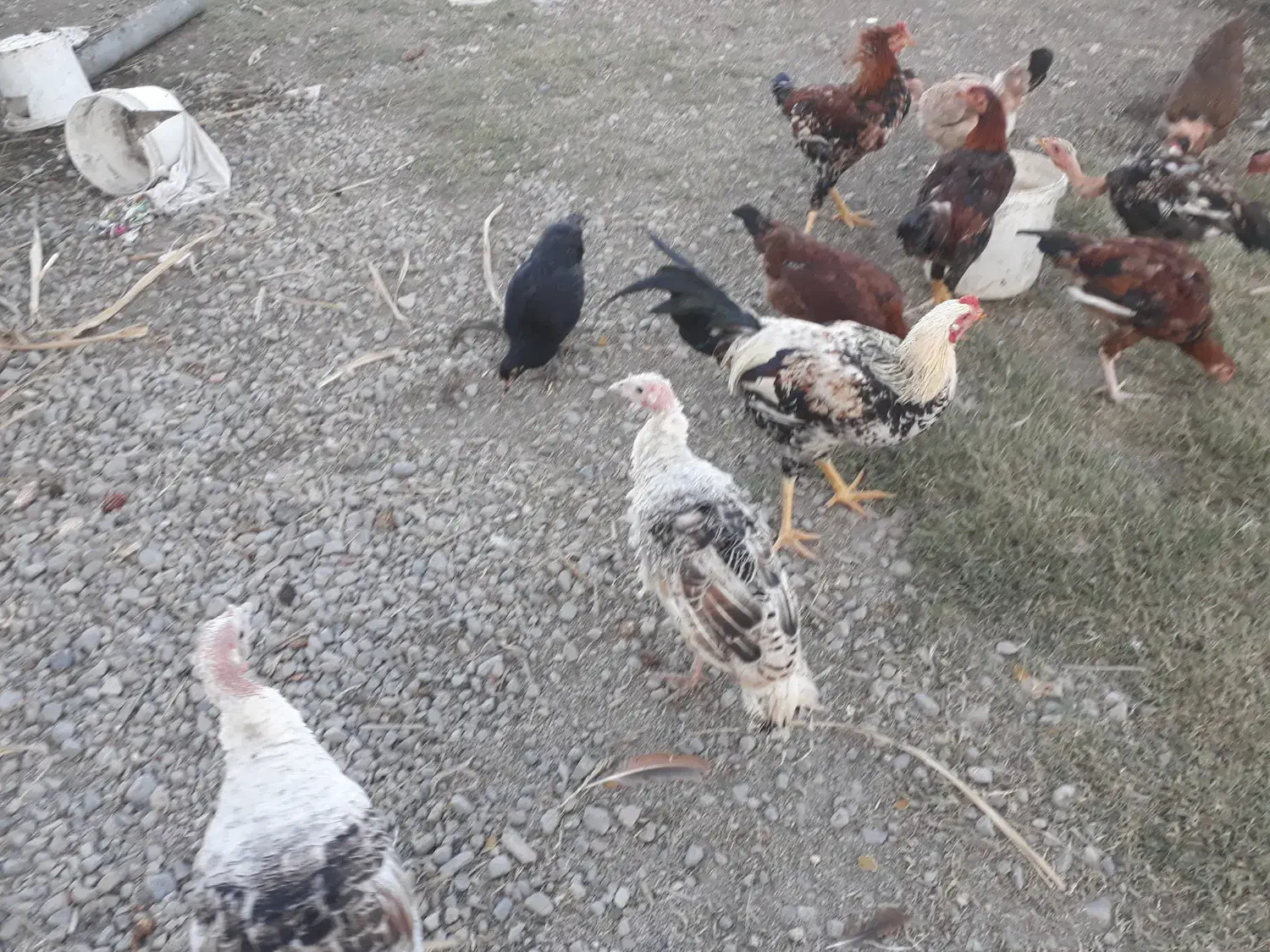 خروس گله و بوقلمون محلی|حیوانات مزرعه|گرگان, |دیوار