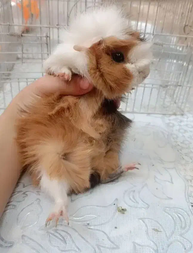 خوکچه هندی فشن|موش و خرگوش|شهرکرد, |دیوار