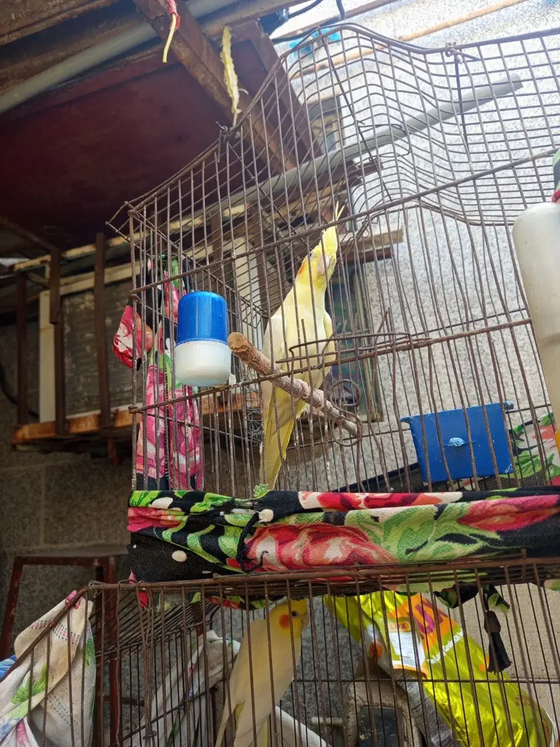 طوطی ماده لونتیو|پرنده|بندر ماهشهر, |دیوار