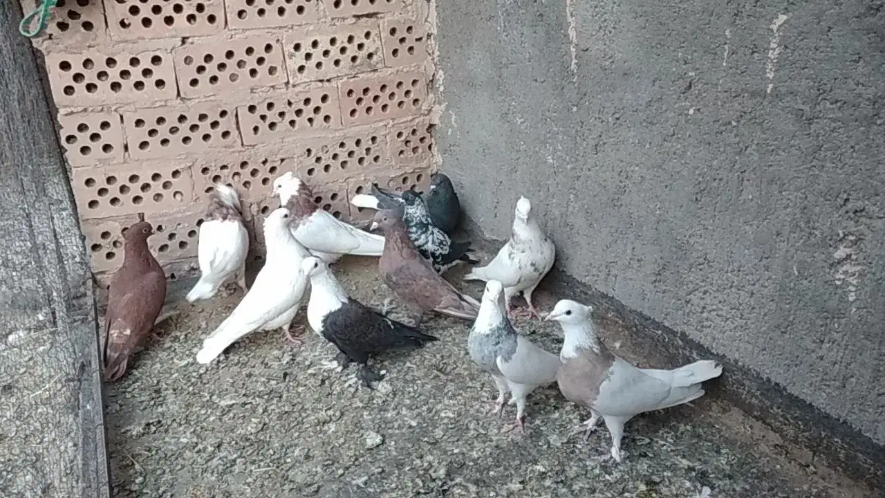 رنگه|پرنده|فردوس (خراسان), |دیوار