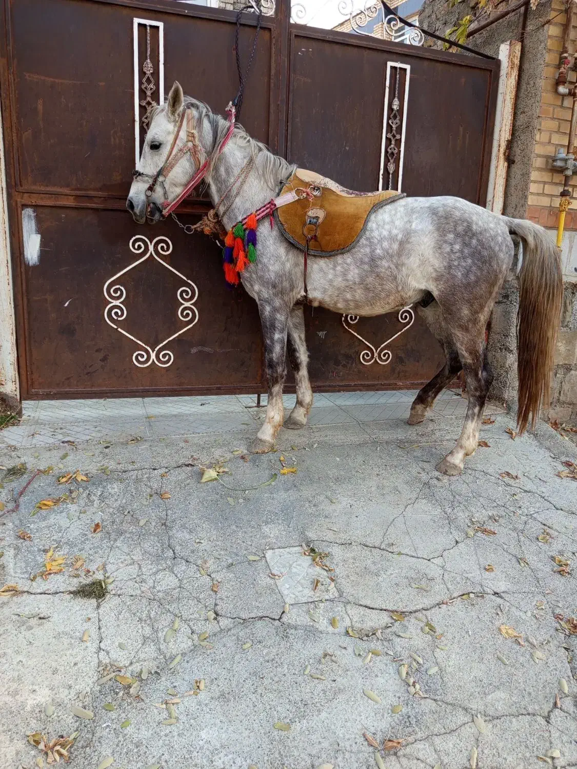 اخته|اسب و تجهیزات اسب‌سواری|سیلوانه, |دیوار