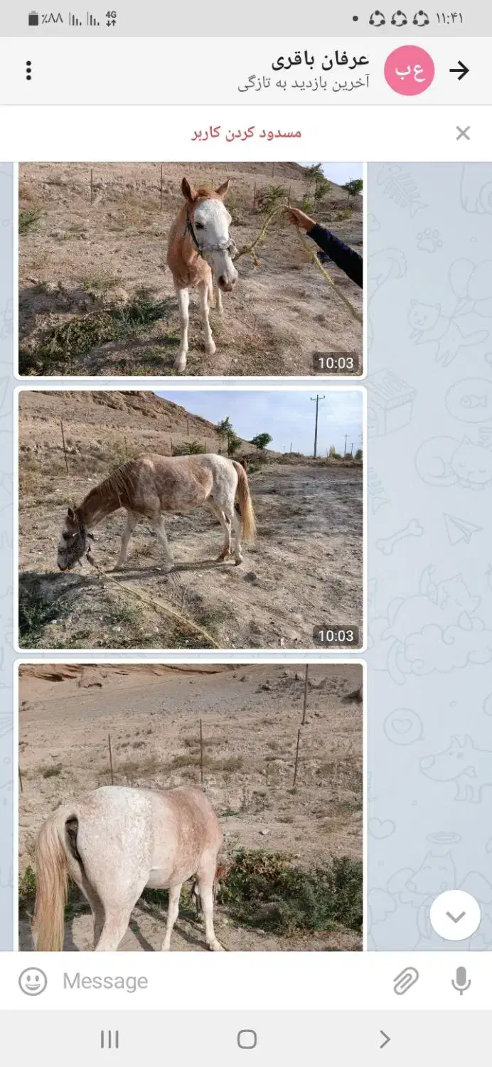 اسب مادیون آروم|اسب و تجهیزات اسبسواری|شیروان (خراسان), |دیوار