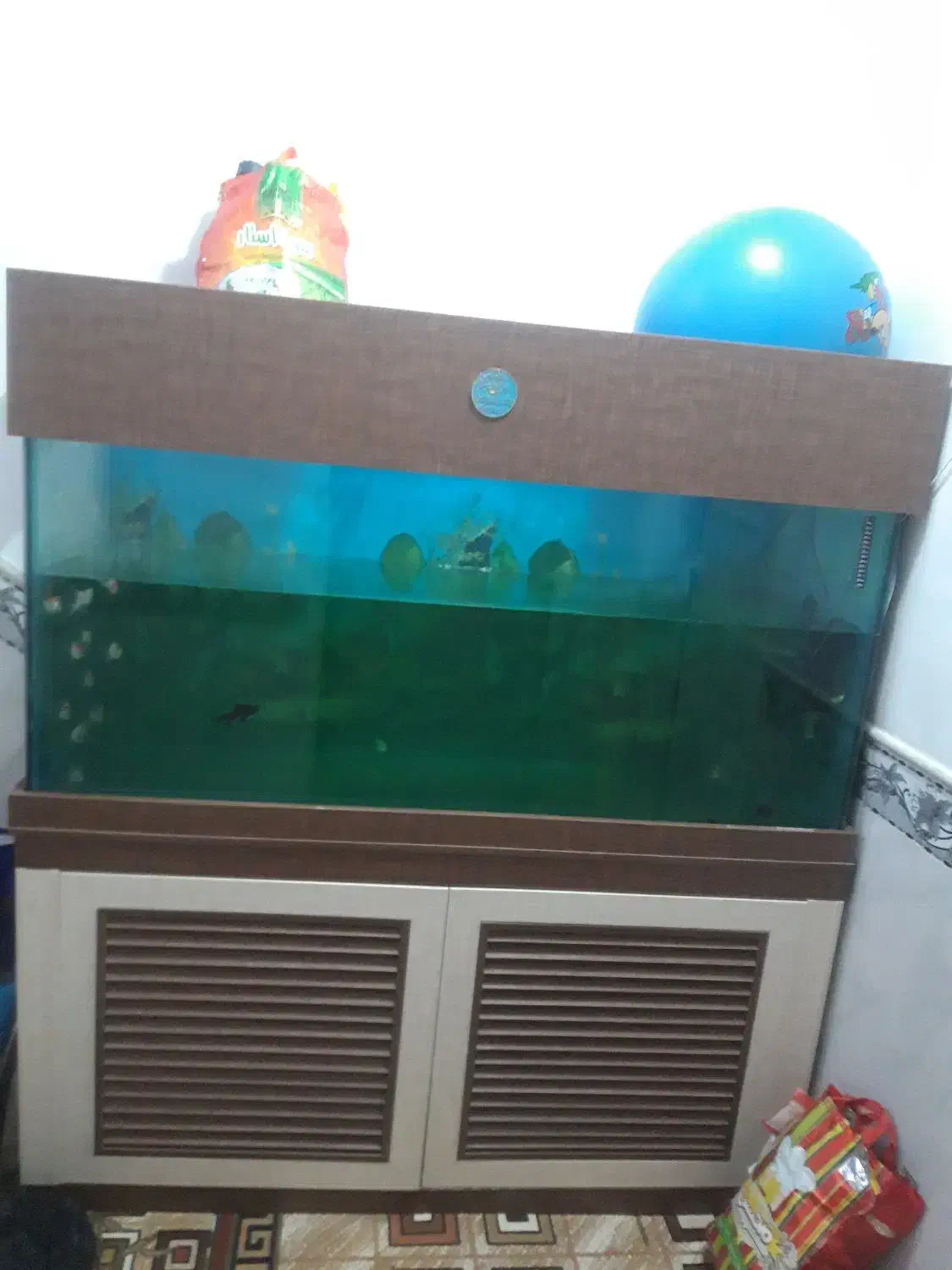 اکواریم|ماهی|سردرود, |دیوار