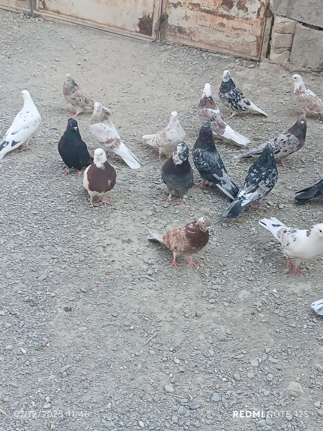 کبوتر|پرنده|نیمروز, |دیوار