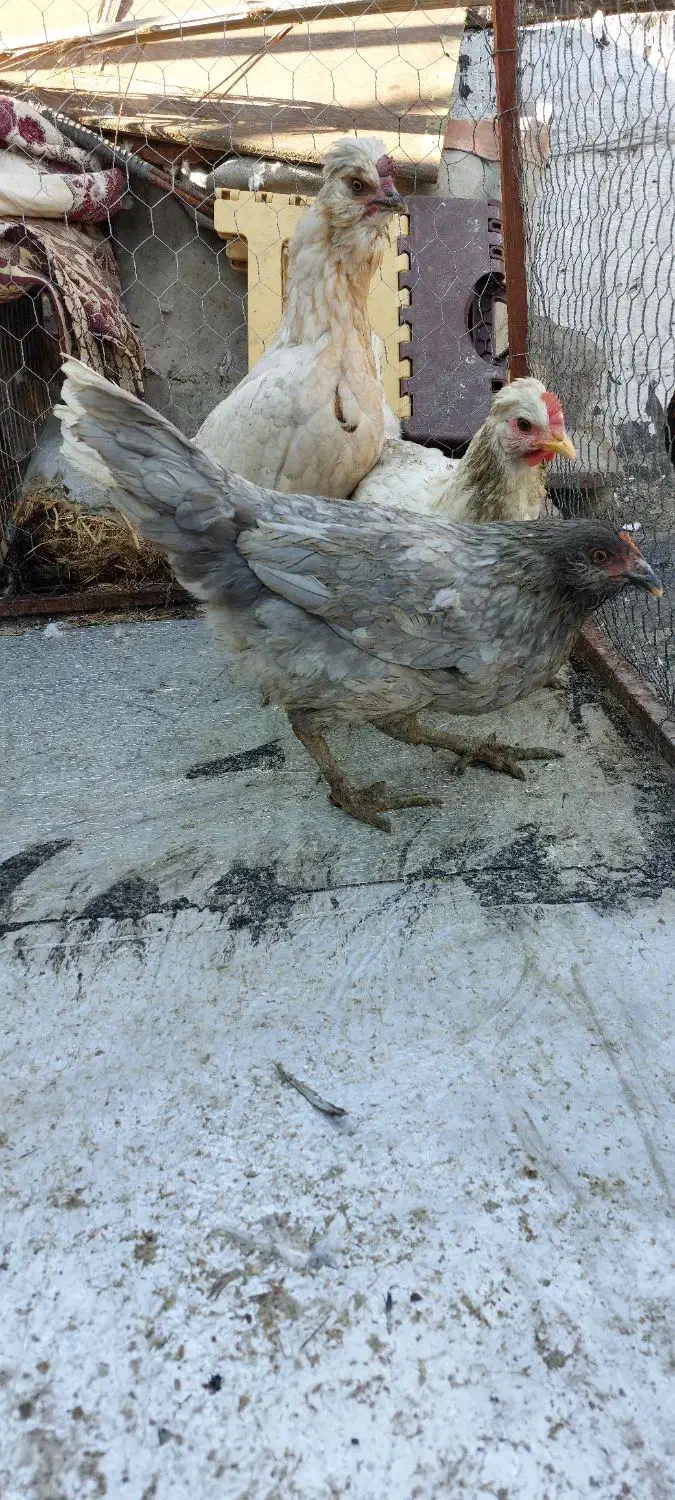 مرغ و خروس|حیوانات مزرعه|شیراز, دشت چنار|دیوار