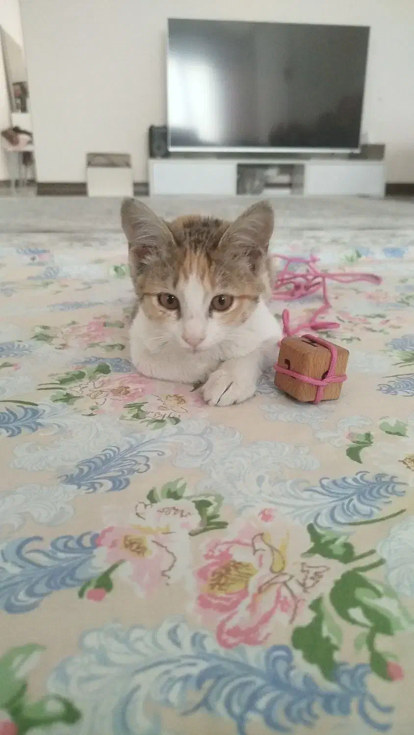 واگذاری گربه ملوس DSH|گربه|سنندج, |دیوار