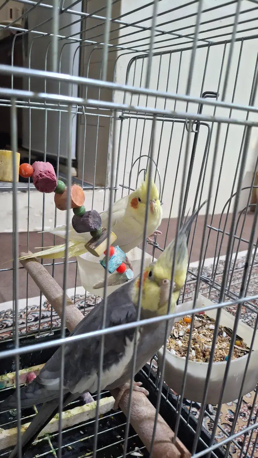 عروس هلندی|پرنده|بروجرد, |دیوار