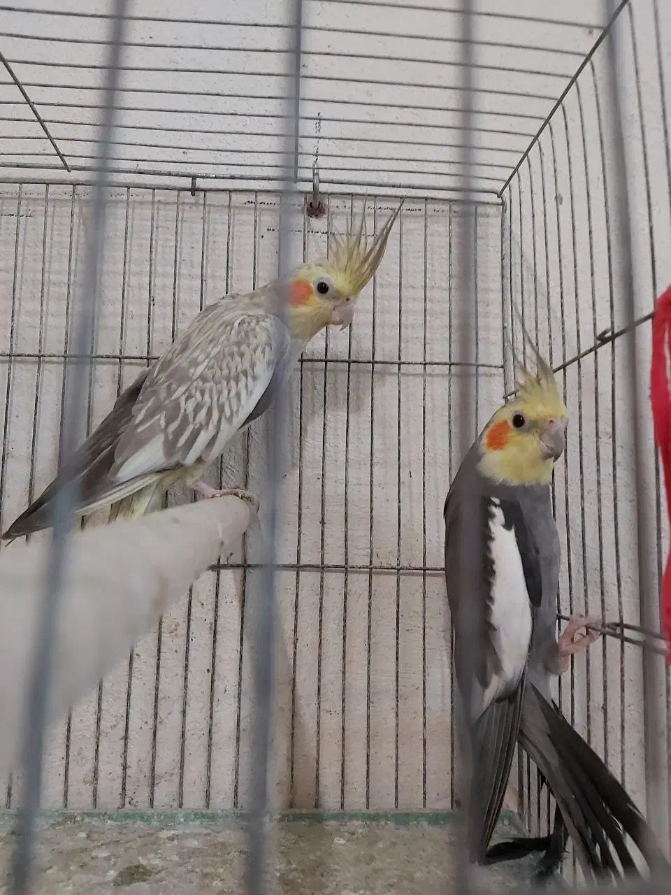 عروس هلندی جفت عروس هلندی 8 جفت مولد تخم گذاشتن|پرنده|رشت, استقامت ۱|دیوار