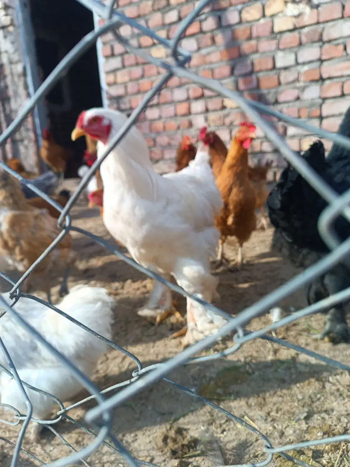 خروس برای کشتار|حیوانات مزرعه|میانه, |دیوار