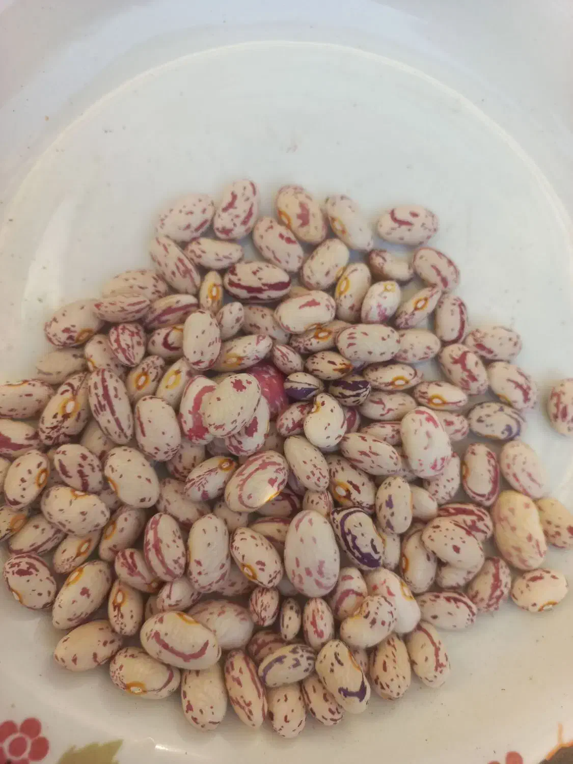 لوبیا چیتی زود پز محصول امسال|عمده‌فروشی|بهارستان, |دیوار