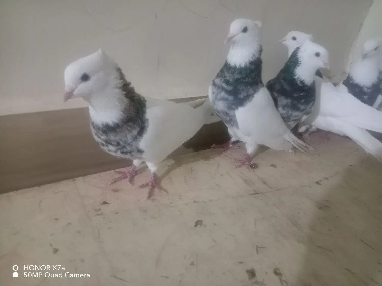 کبوتر توقی هفت رنگ|پرنده|شادگان, |دیوار