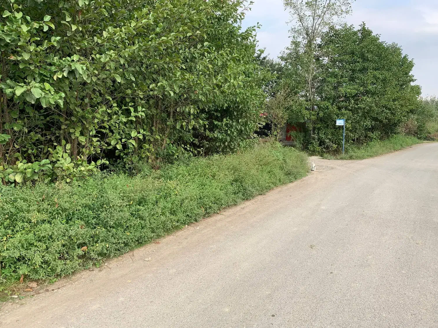 فروش زمین مسکونی|فروش زمین و ملک کلنگی|شفت, |دیوار