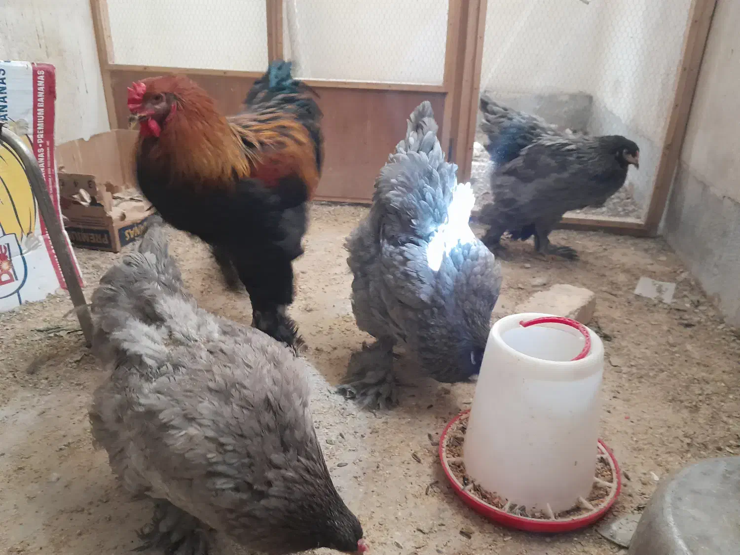 تخم نطفه دار برهما|حیوانات مزرعه|نجفآباد, امام خمینی|دیوار