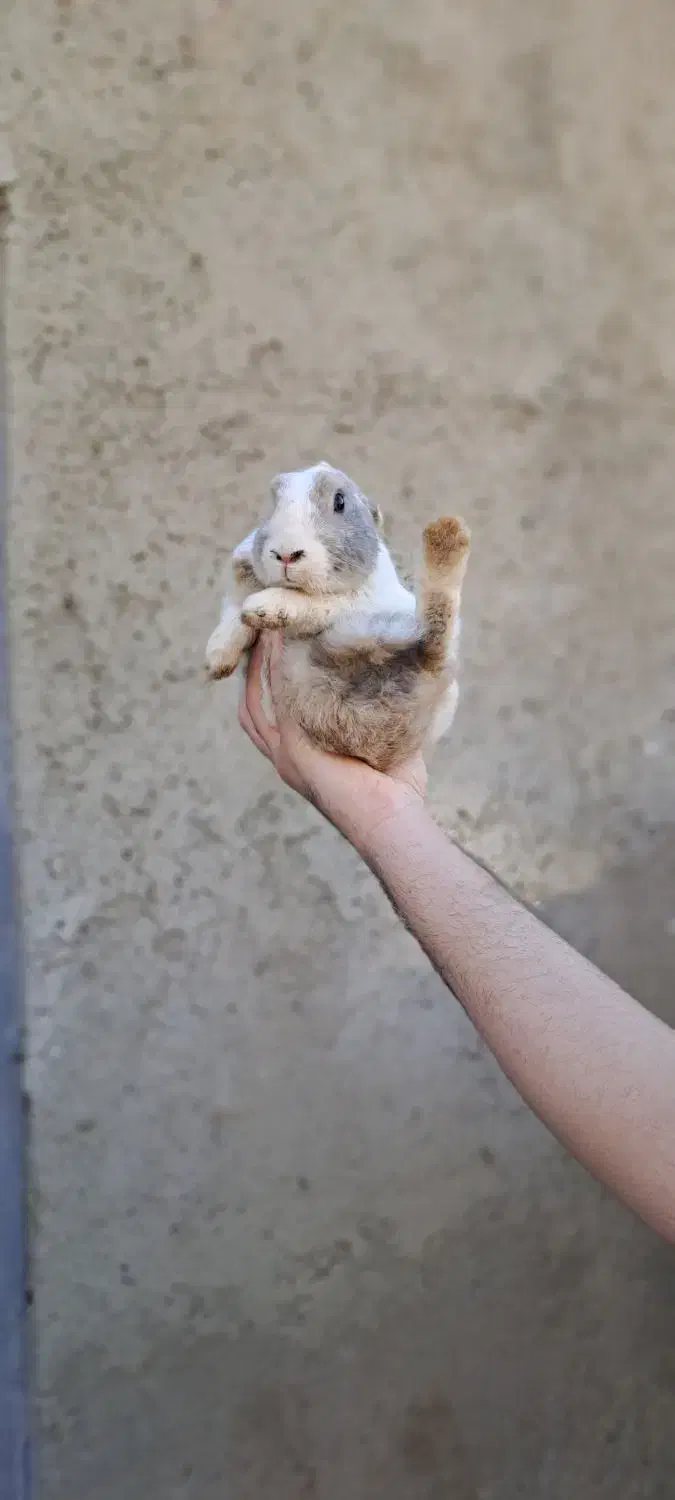 خرگوش|موش و خرگوش|همدان, |دیوار