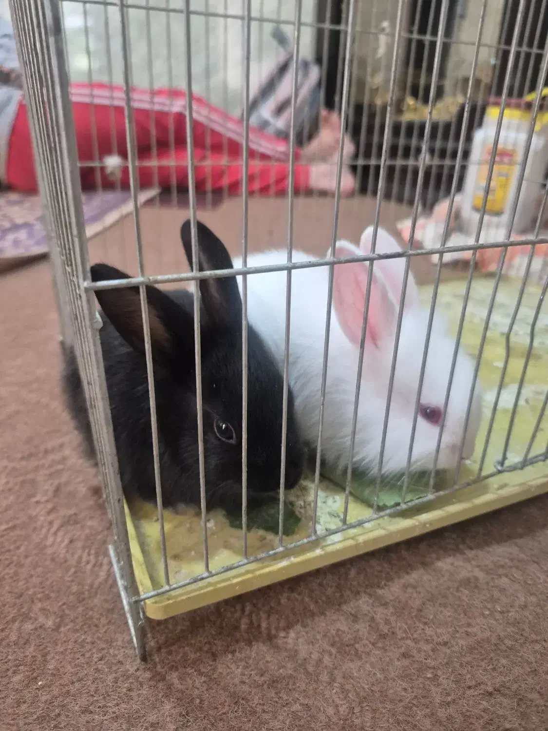 دوتا خرگوش|موش و خرگوش|آذرشهر, |دیوار