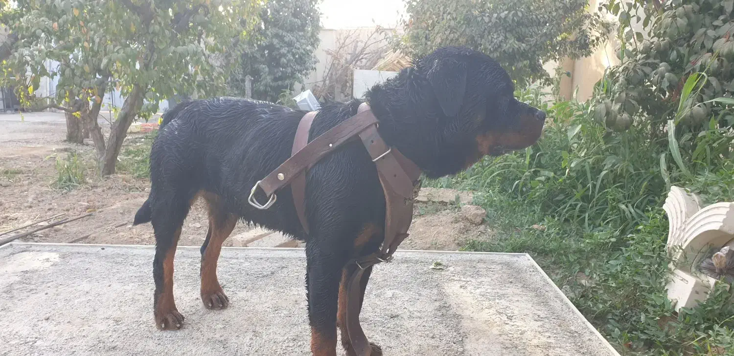 سگ روتوایلر گم کردم مژدگانی برای یابنده|حیوانات|چهارباغ, |دیوار