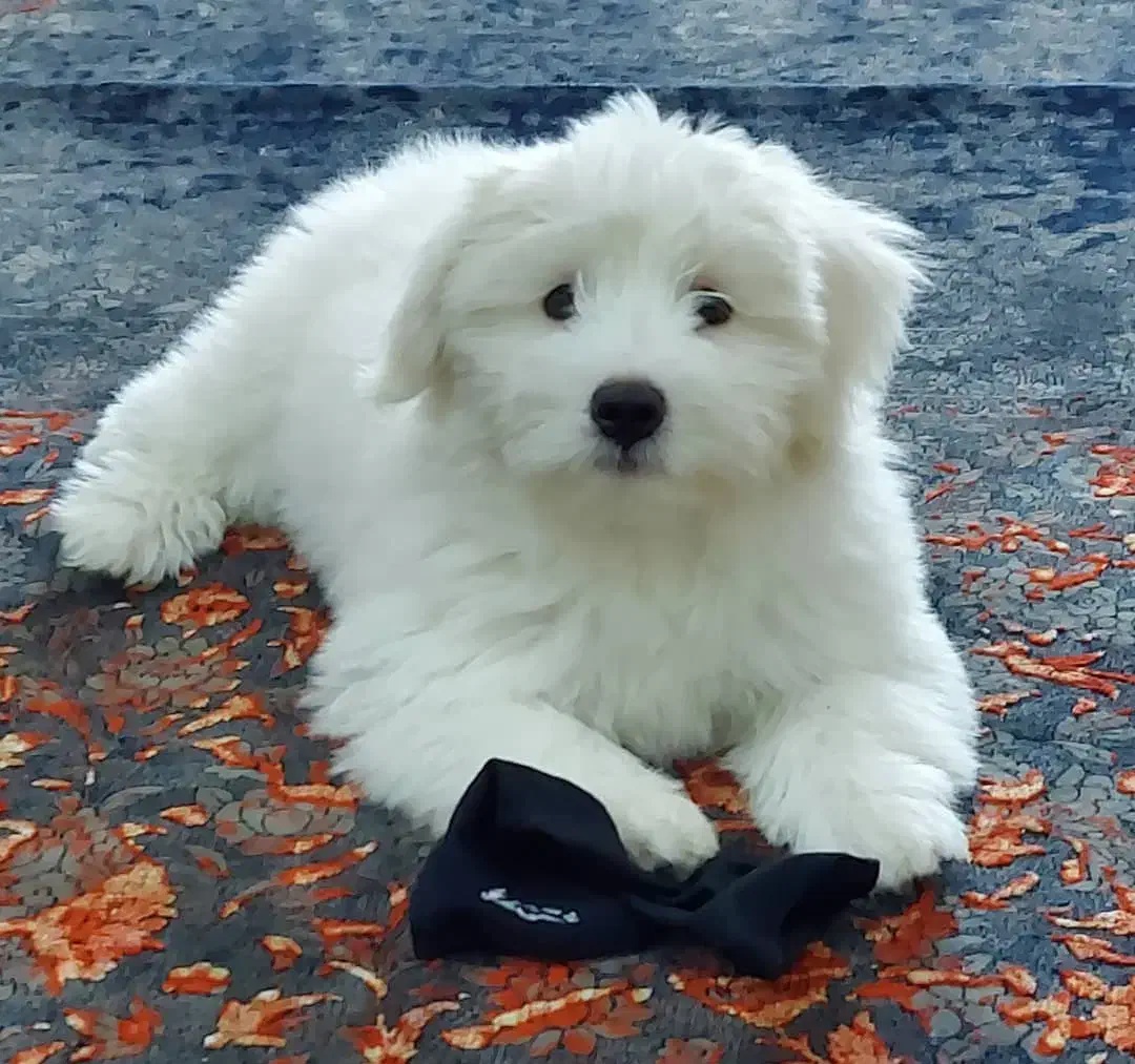 سگ نژاد مالتیز ۵ ماهه|سگ|مشهد, مشکینی (شهرک غرب)|دیوار