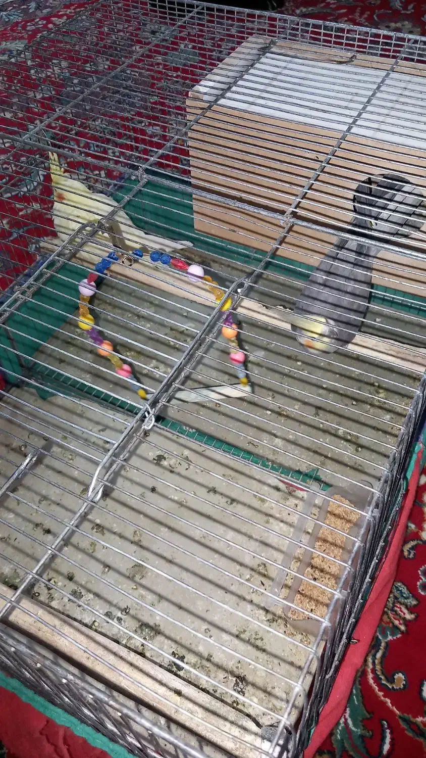 عروس هلندی|پرنده|سردرود, |دیوار