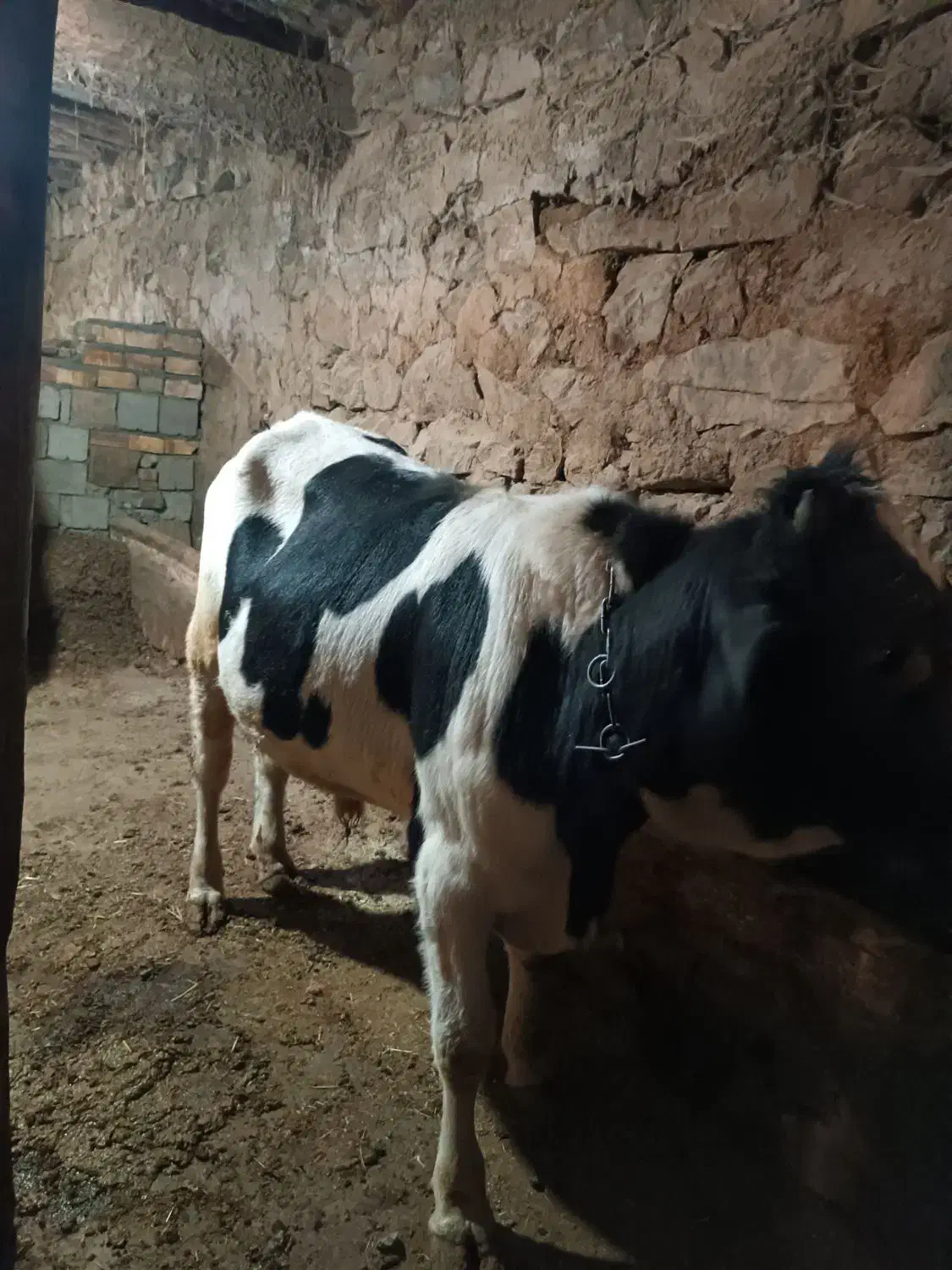 پارین نر گوشتی|حیوانات مزرعه|سارال, |دیوار