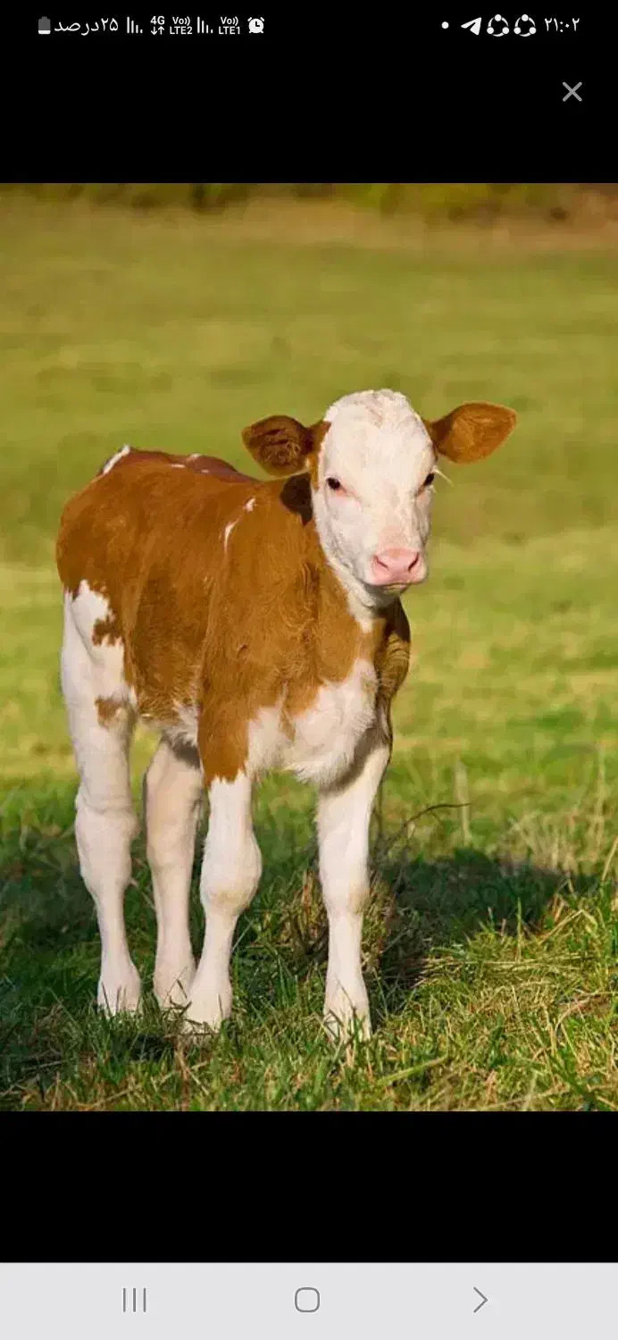 گوساله سیمینتال نر درجه یک|حیوانات مزرعه|سیجوال, |دیوار