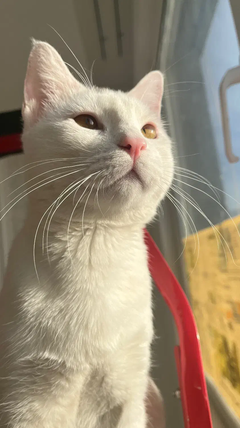 واگذاری گربه ترکیش|گربه|نیشابور, کردها|دیوار