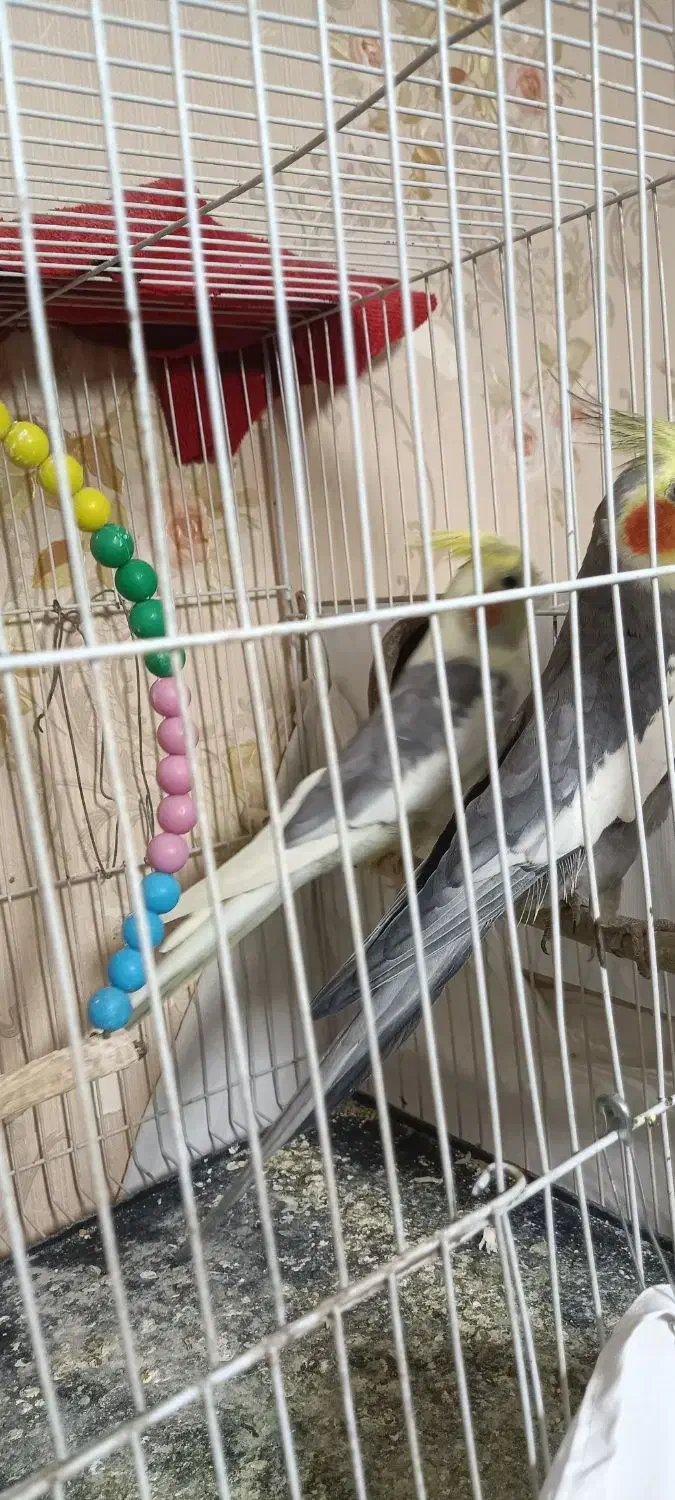 عروس هلندی کار داده|پرنده|مشهد, شهرک مهرگان|دیوار