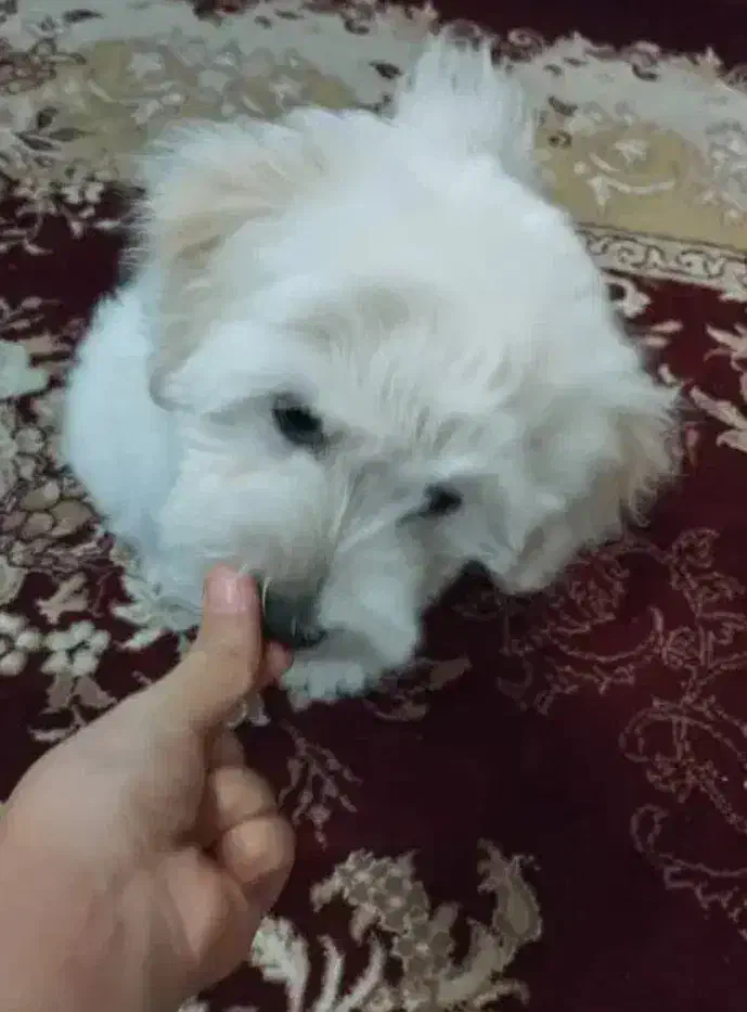 سگ اصل شناسنامه دار|سگ|قلعه گنج, |دیوار