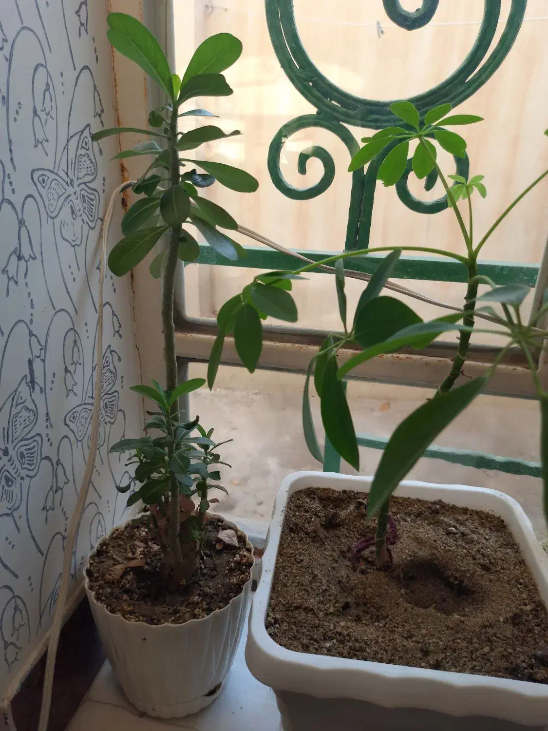 کاکتوس و گل|گل و گیاه طبیعی|شاهین دژ, |دیوار