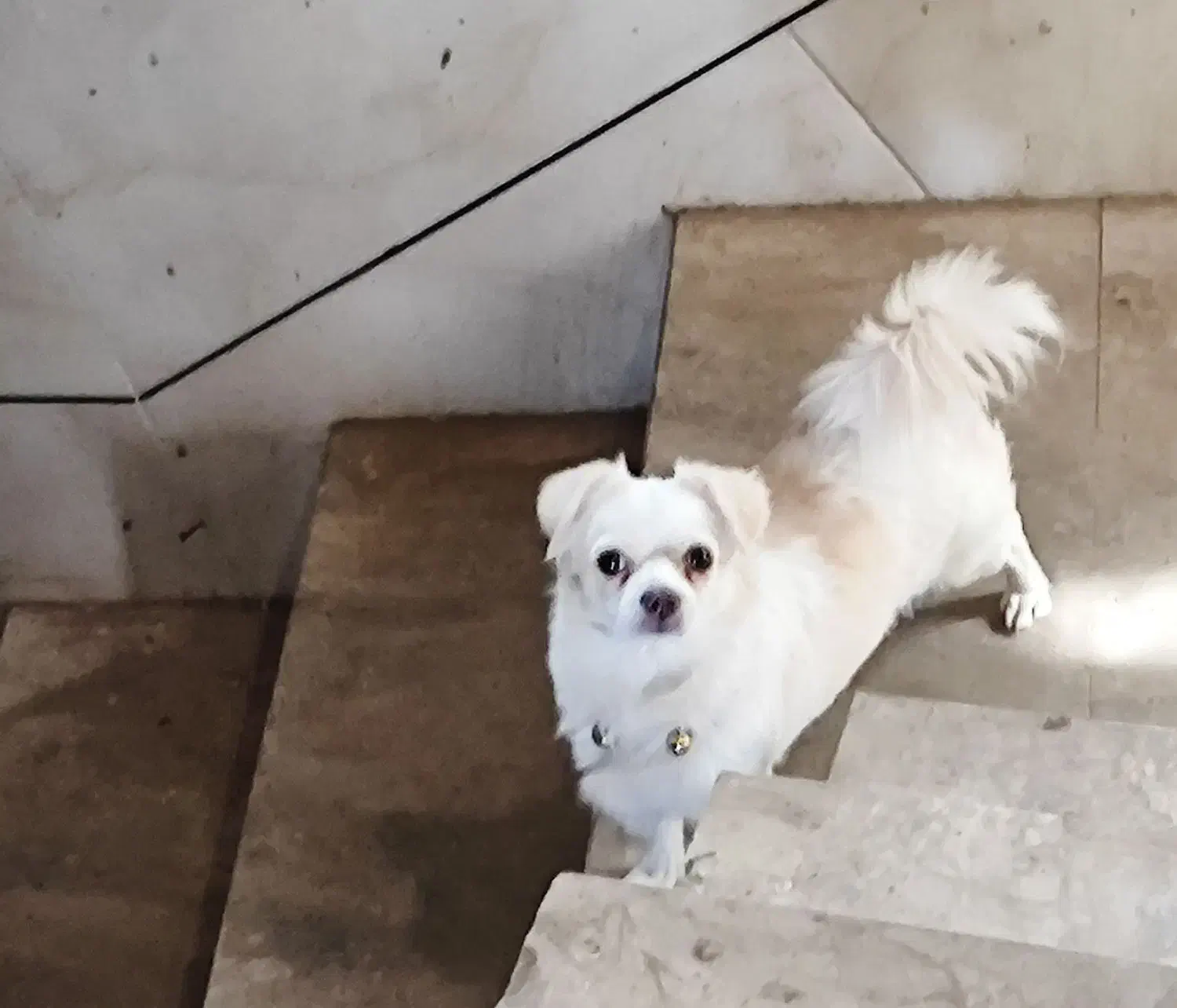 سگ گمشده|حیوانات|فلاورجان, |دیوار