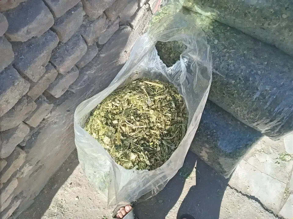 ذرت علوفه ای|حیوانات مزرعه|سیرجان, |دیوار