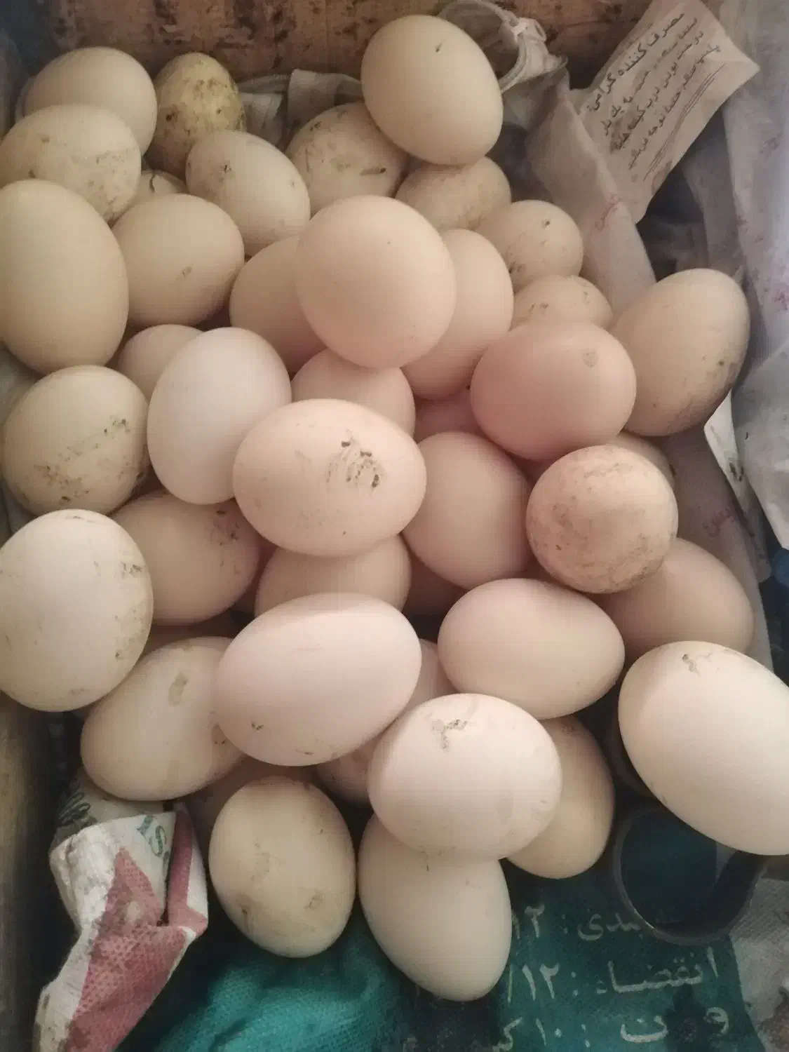 تخم مرغ محلی اصیل تازه|حیوانات مزرعه|سرخنکلاته, |دیوار