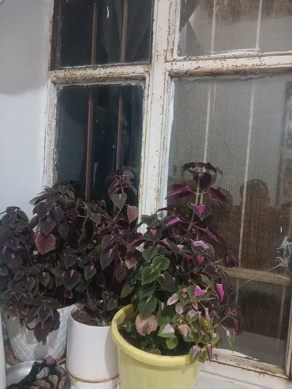 هرگلدان ۳۰۰|گل و گیاه طبیعی|ساوه, |دیوار