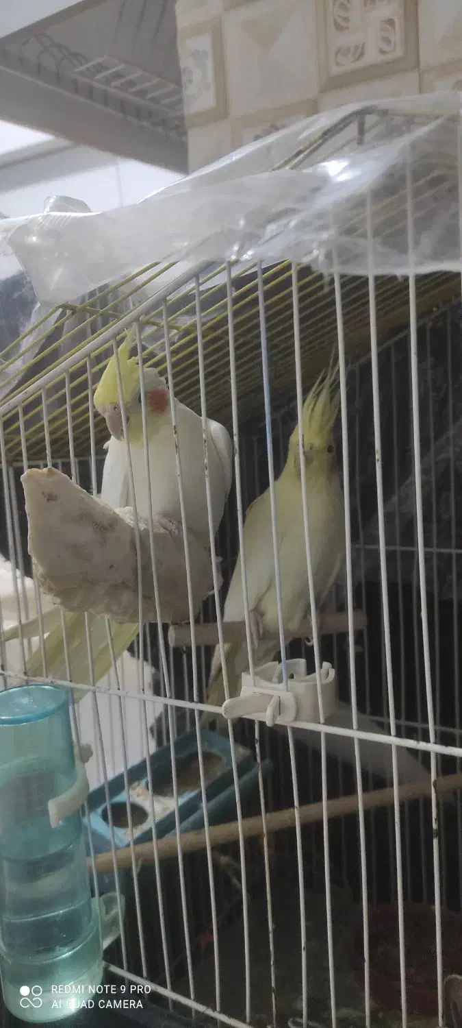 عروس هلندی|پرنده|بوکان, |دیوار