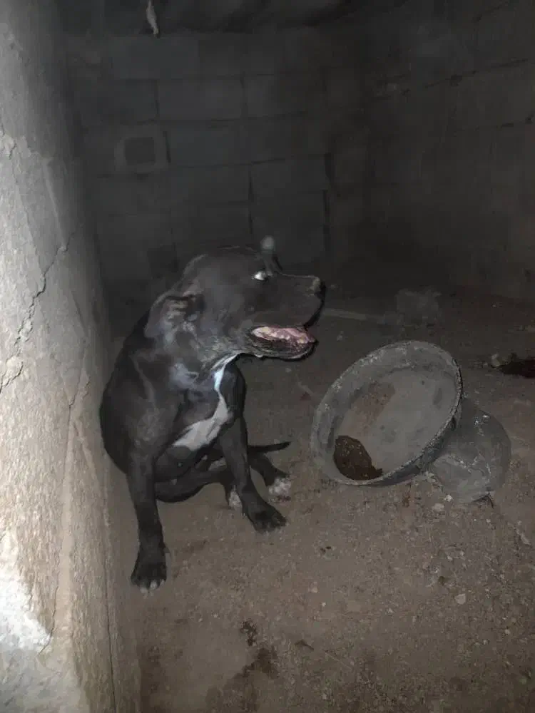 سگ پیتبول ماده|سگ|اهواز, پردیس دو|دیوار