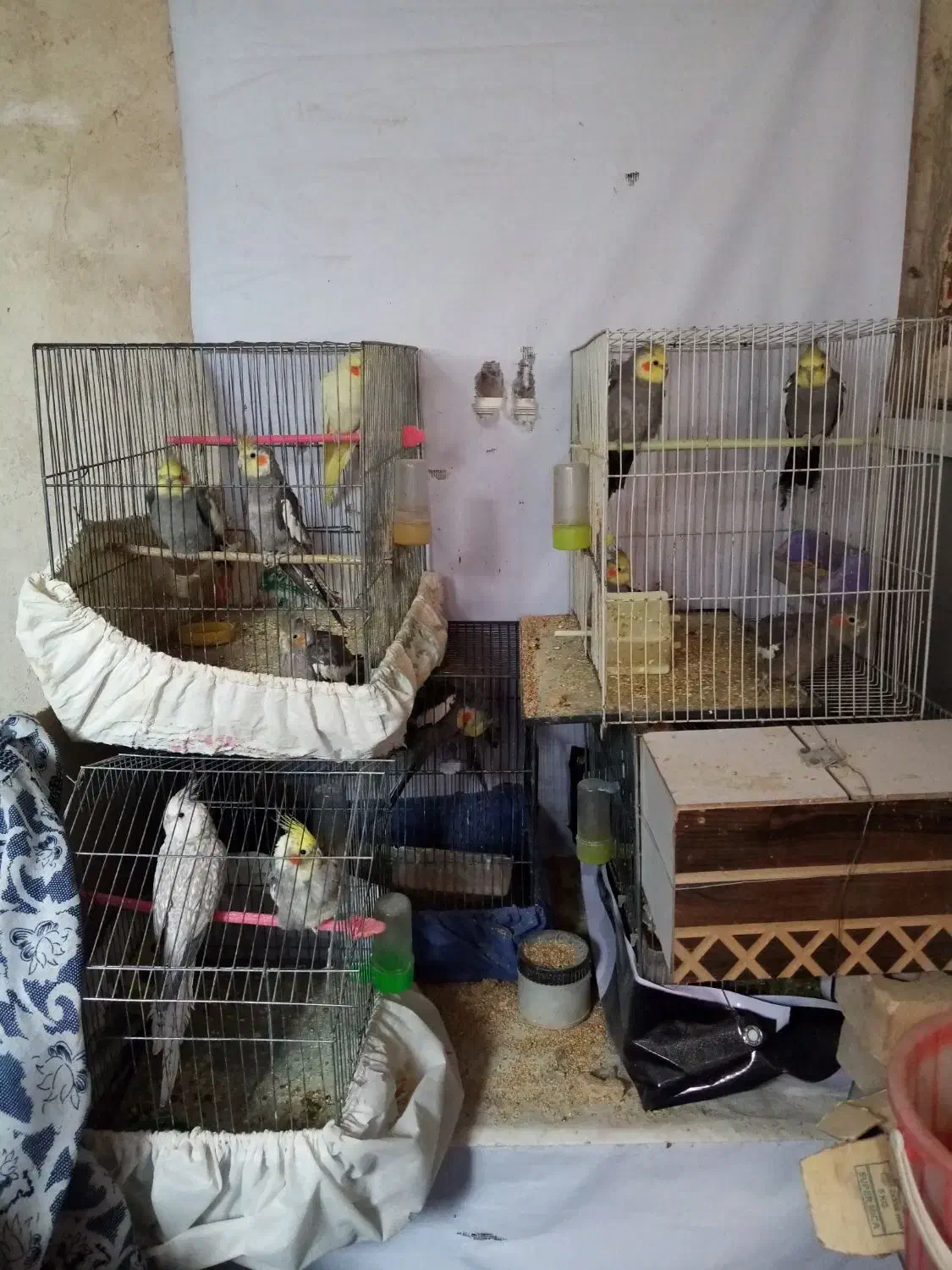 فروش عروس هلندی|پرنده|مشهد, تربیت (صدف)|دیوار