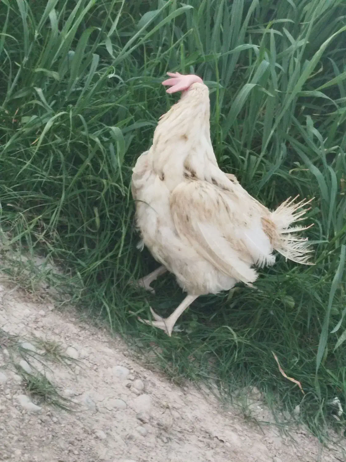 مرغ سفید|حیوانات مزرعه|دهدشت, |دیوار