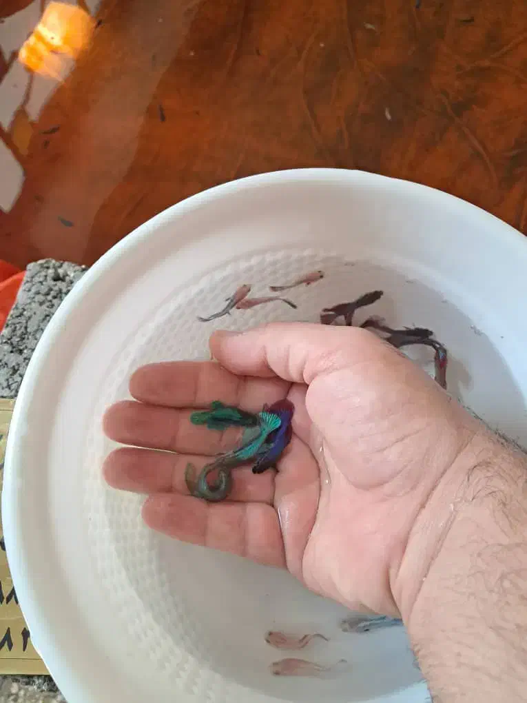 انواع و اقسام فایتر هالفمون با بالاترین کیفیت|ماهی|شیراز, حافظیه|دیوار