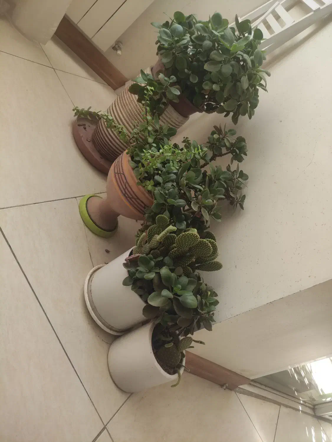 انواع گل و گیاه|گل و گیاه طبیعی|اصفهان, طامه|دیوار