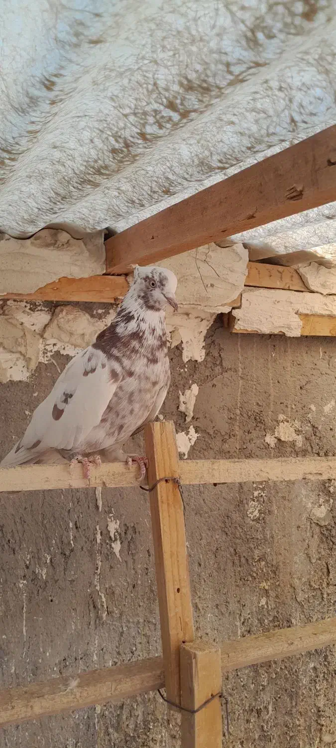 پرنده|پرنده|میانه, |دیوار