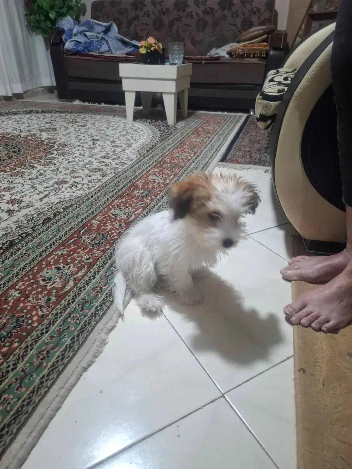 واگذاری سگ|سگ|کرمان, |دیوار