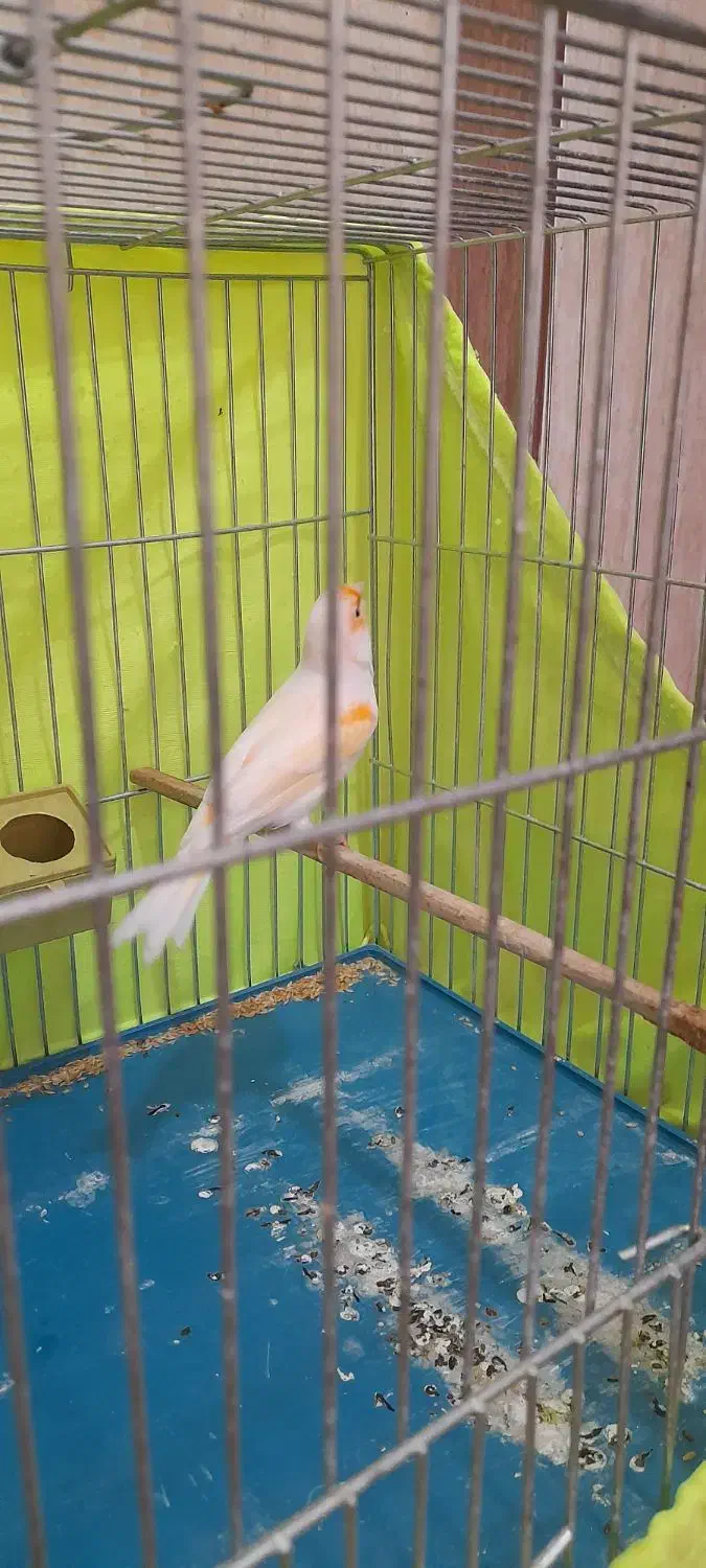 ماده قناری موزاییکی آماده آماده|پرنده|رامهرمز, |دیوار