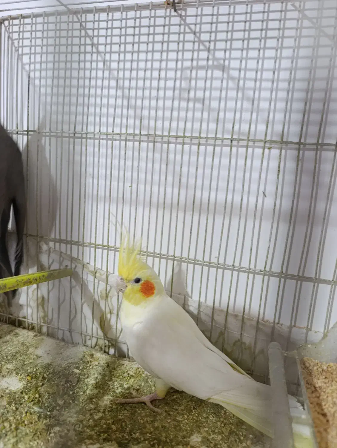 عروس هلندی|پرنده|گلبهار, شهر جدید گلبهار|دیوار