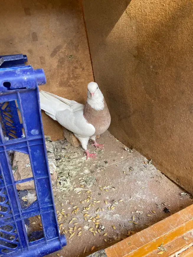 طوقی زرد نر|پرنده|شهرکرد, |دیوار