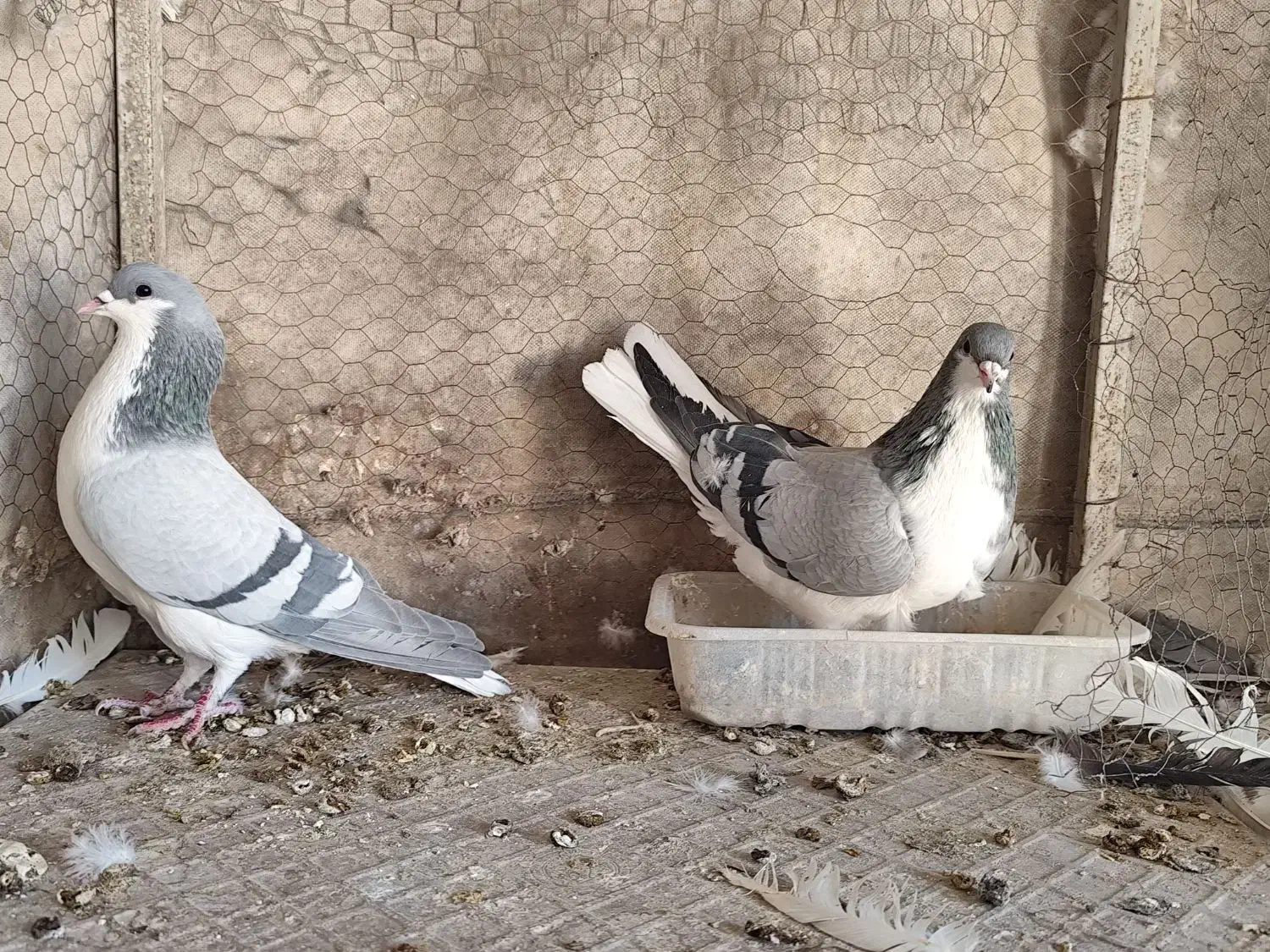 فروش یک جفت خوشرنگ سبز|پرنده|مبارکه, |دیوار