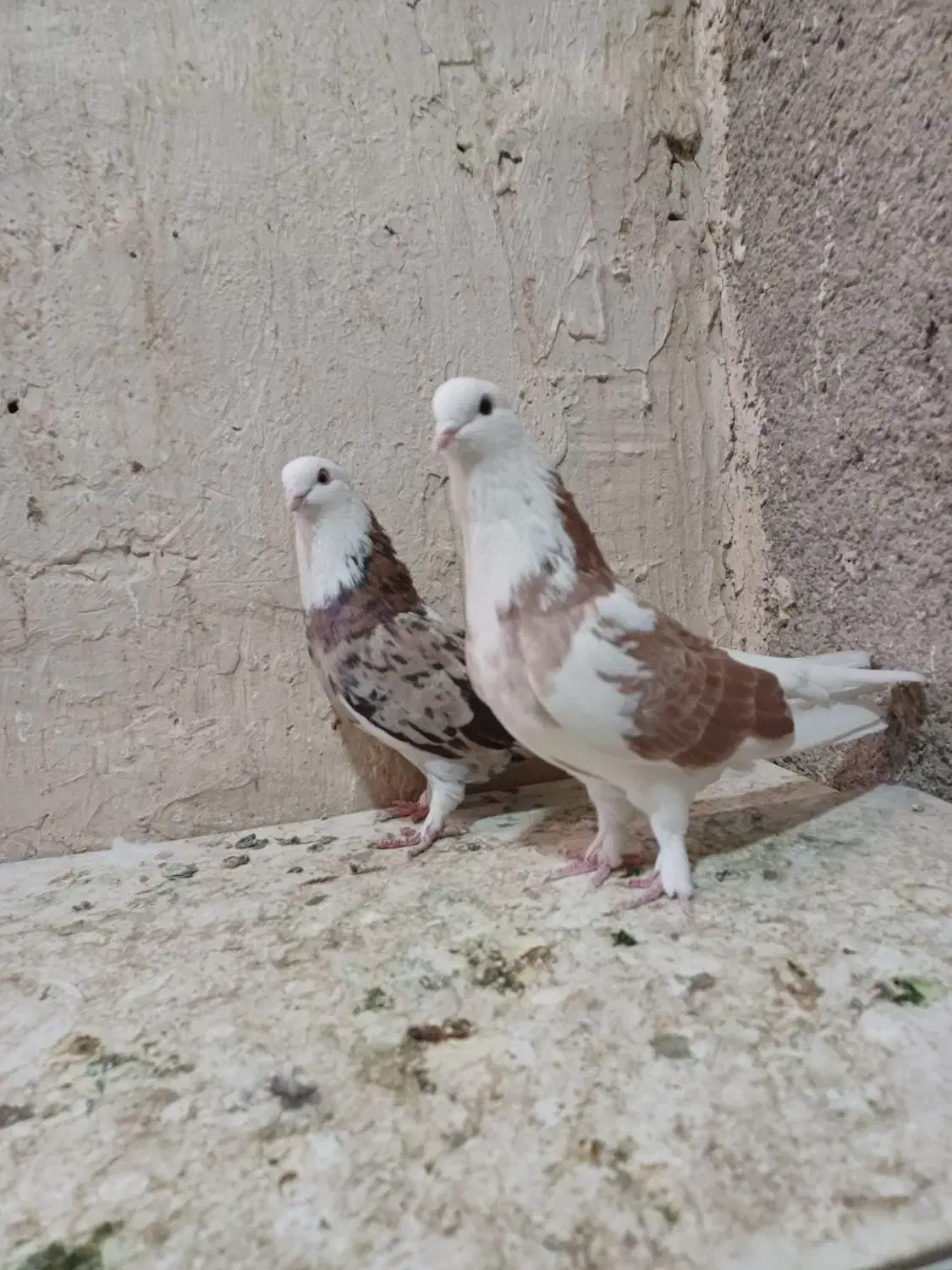 کبوتر کفتر سه جفت|پرنده|نسیم‌شهر, |دیوار